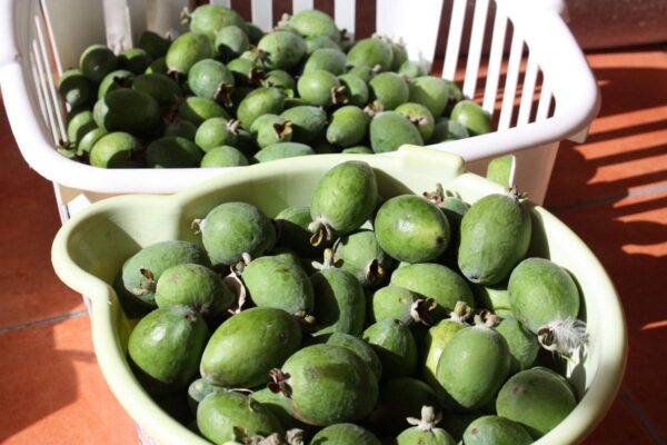 <i>Feijoa sellowiana</i> 'Kākāriki'