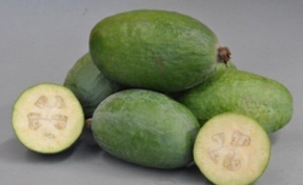 <i>Feijoa sellowiana</i> 'Mammoth' - Image 2