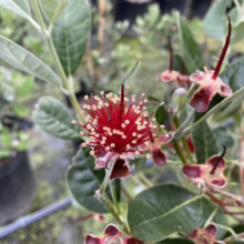 Feijoa sellowiana ‘Mammoth’ (Feijoa) flower.