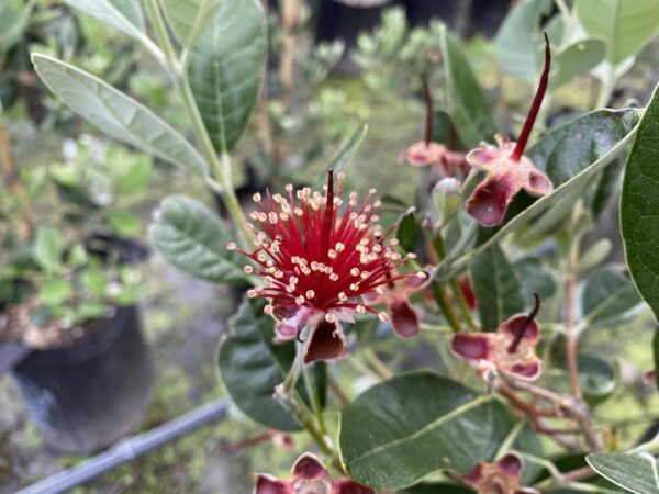 <i>Feijoa sellowiana</i> 'Mammoth' - Image 3