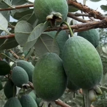 Feijoa sellowiana 'Mammoth' (Feijoa) fruit on the tree.