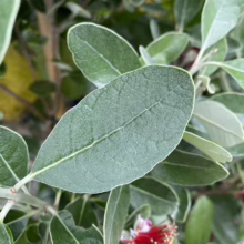 Feijoa sellowiana ‘Opal Star’ (Feijoa) leaf.