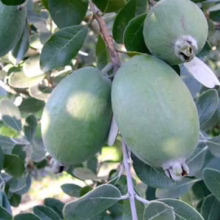 Feijoa sellowiana 'Opal Star' (Feijoa) fruit on the tree.
