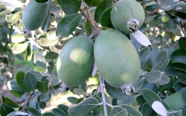 <i>Feijoa sellowiana</i> 'Opal Star' - Image 4