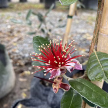 Feijoa sellowiana ‘Pounamu’ (Feijoa) flower.