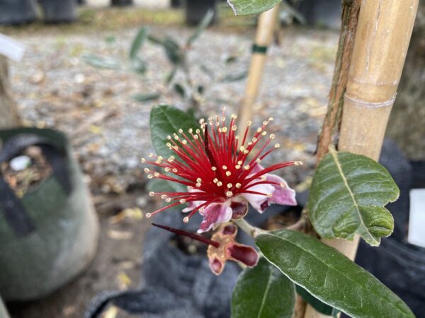 <i>Feijoa sellowiana</i> 'Pounamu' - Image 2