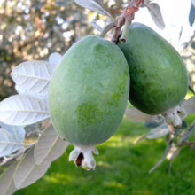 Feijoa sellowiana 'Pounamu' (Feijoa) fruit on tree.