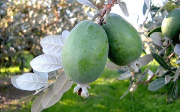 <i>Feijoa sellowiana</i> 'Pounamu' - Image 3