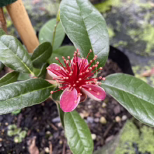 Feijoa sellowiana 'Takaka' (Feijoa) flower.