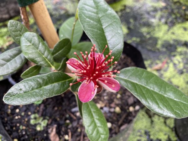 <i>Feijoa sellowiana</i> 'Takaka' - Image 2