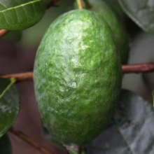 Feijoa sellowiana ‘Takaka’ (Feijoa) fruit.