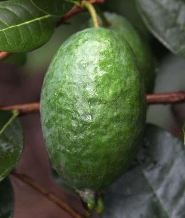 <i>Feijoa sellowiana</i> 'Takaka' - Image 3