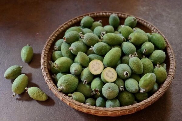 <i>Feijoa sellowiana</i> 'Takaka'