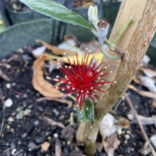 Feijoa sellowiana ‘Triumph’ (Feijoa) flower.