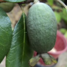 Feijoa sellowiana 'Triumph' (Feijoa) fruit on the tree.