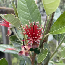 Feijoa sellowiana 'Unique' (Feijoa) flower.
