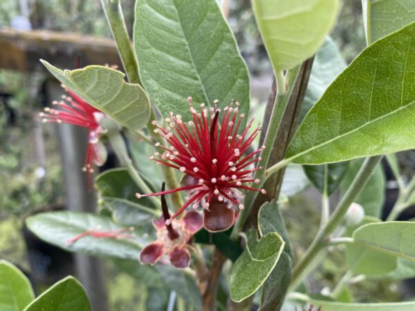 <i>Feijoa sellowiana</i> 'Unique' - Image 2