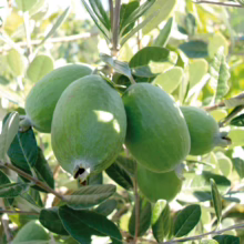 Feijoa sellowiana ‘Unique’ (Feijoa) fruit on tree.