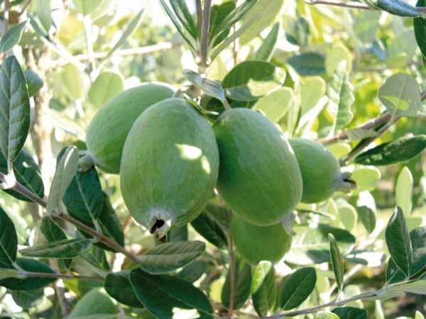 <i>Feijoa sellowiana</i> 'Unique' - Image 3