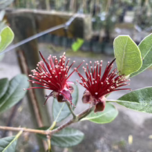 Feijoa sellowiana ‘Wiki Tu’ (Feijoa) flowers.