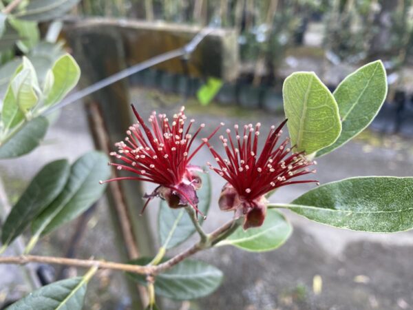 <i>Feijoa sellowiana</i> 'Wiki Tu' - Image 2