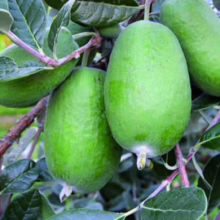 Feijoa sellowiana ‘Wiki Tu’ (Feijoa) fruit.