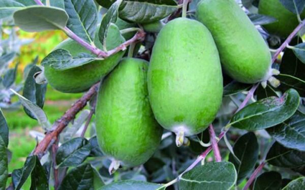 <i>Feijoa sellowiana</i> 'Wiki Tu' - Image 3