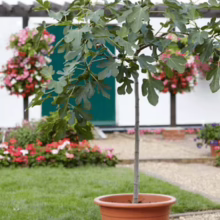 Potted fig tree with lush green leaves stands on a gravel path in a garden setting. Red and pink flowers bloom in the background, adding color to the scene.