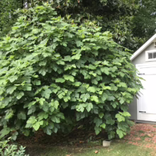 Lush fig tree overflowing with green leaves, dwarfing a small shed with white doors. The tree sits beside a brick path and wooden fence, adding a touch of nature to the backyard.