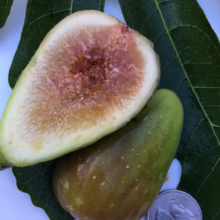 A halved, ripe fig reveals its juicy, pink interior, resting on a fig leaf next to an intact green fig and a US quarter for scale. Fresh fruit close-up.