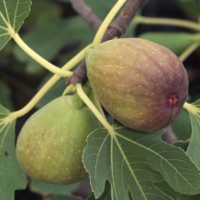 Two ripening figs hang on a branch amidst lush green leaves. One fig is green, the other a deep purple hue, signaling ripeness.