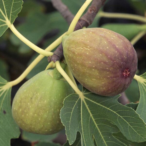 <i>Ficus carica</i> 'Brunswick' - Image 3