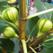 Close-up of a Tiger fig tree branch with three unripe figs, showcasing their distinctive green and yellow striped skin amidst lush green leaves.