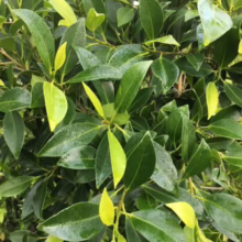 Glossy green leaves of a Ficus nitida 'Green Gem' shrub, with bright yellow new growth adding vibrant contrast. Close-up showcasing the plant's dense foliage.