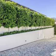 Elegant driveway with a white retaining wall topped by a lush green privacy hedge. The cobblestone driveway leads to a light-colored building with a classic design.