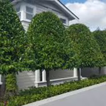 Row of meticulously manicured lollipop trees lining a house's front yard. The trees have rounded tops and slender trunks, creating a formal, elegant landscape design.