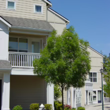 Modern two-story townhomes with beige siding and white trim, a small tree in the foreground, and neatly trimmed shrubbery around a fire hydrant. Blue sky in the background.