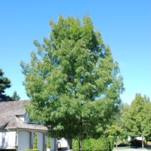 Lush green oak tree stands tall on a sunny suburban street, casting shadows on the sidewalk.
