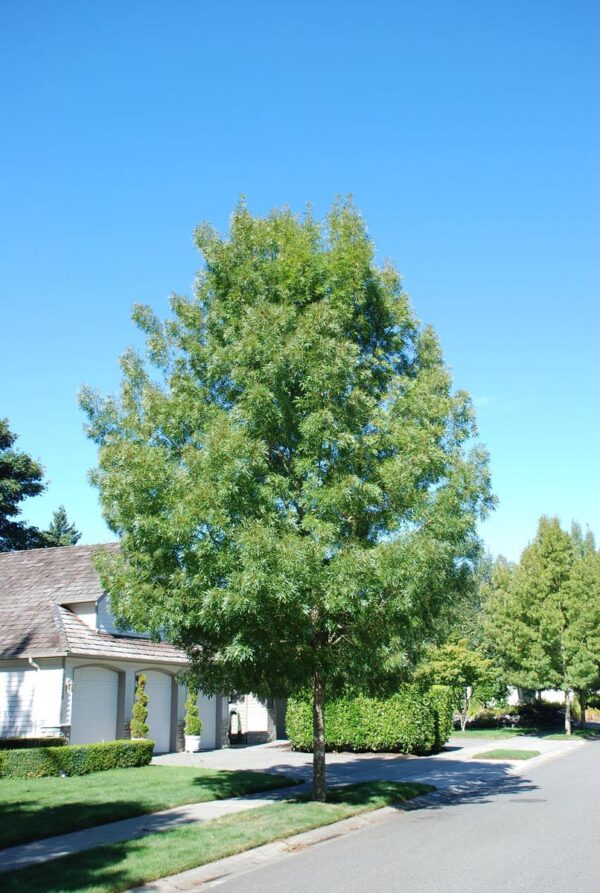 <i>Fraxinus angustifolia</i> subsp. <i>oxycarpa</i> 'Raywood' - Image 11