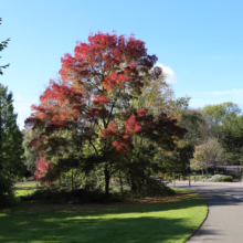 Autumn scene: A vibrant red tree stands out against a blue sky in a park setting. Green grass and a paved path lead the eye through the landscape, with other trees in the background.