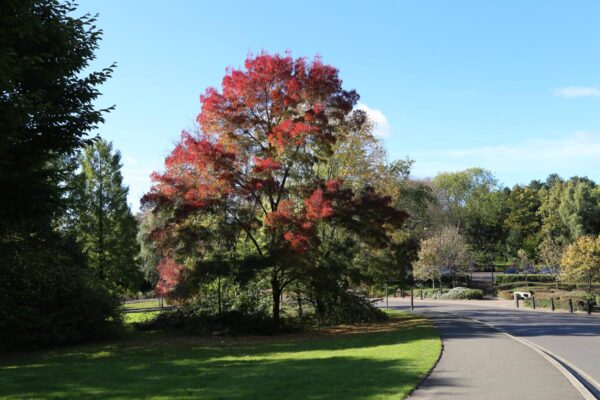 <i>Fraxinus angustifolia</i> subsp. <i>oxycarpa</i> 'Raywood' - Image 12