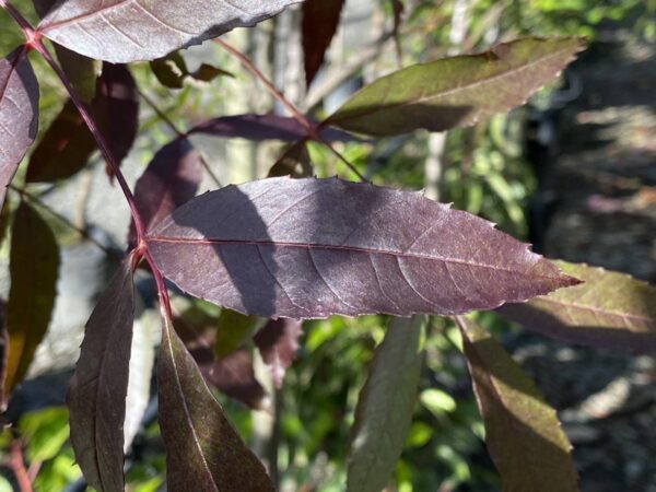 <i>Fraxinus angustifolia</i> subsp. <i>oxycarpa</i> 'Raywood' - Image 13