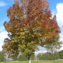 Tree in autumn with leaves transitioning from green to yellow, orange, and red against a blue sky. A country road curves alongside the tree, enhancing the fall landscape.