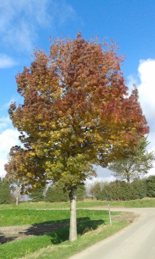 <i>Fraxinus angustifolia</i> subsp. <i>oxycarpa</i> 'Raywood' - Image 15