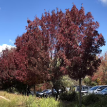 Vibrant red trees in autumn line a parking lot under a bright blue sky. Fall foliage creates a striking landscape.