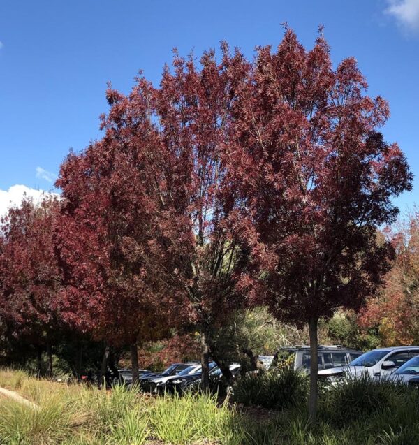 <i>Fraxinus angustifolia</i> subsp. <i>oxycarpa</i> 'Raywood' - Image 16