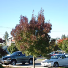 A tree with reddish-green foliage stands in a parking lot, framed by a blue pickup truck and a white sedan under a bright blue sky. Power lines stretch across the background.
