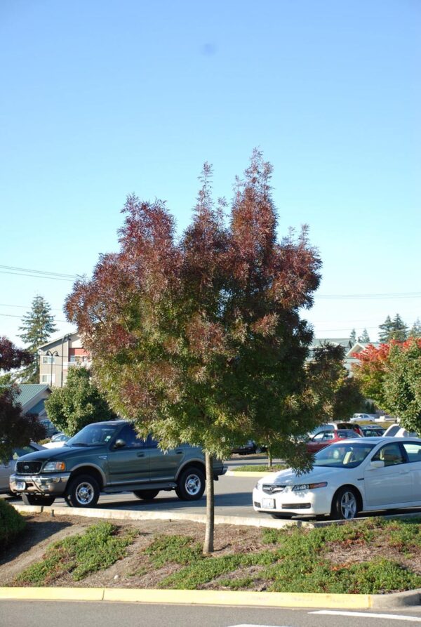 <i>Fraxinus angustifolia</i> subsp. <i>oxycarpa</i> 'Raywood' - Image 17