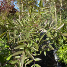 Lush foliage of a 'Summit' Manchurian Ash tree sapling, showcasing its compound leaves with pointed leaflets, tinged with red hues, growing in a nursery setting.