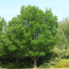 Lush green ash tree with a full, rounded crown stands tall against a clear blue sky. The tree's vibrant foliage and sturdy trunk dominate the landscape, surrounded by other greenery.